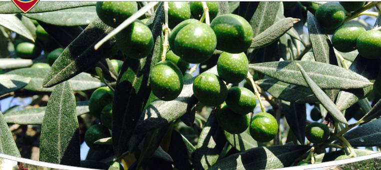 Olio Fonte di Foiano
